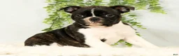 Frenchton dogs for sale: Malta - Ad 3