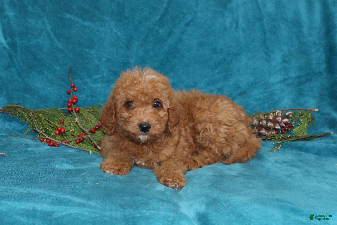 Mini Goldendoodle dogs for sale: Peace - Ad 3