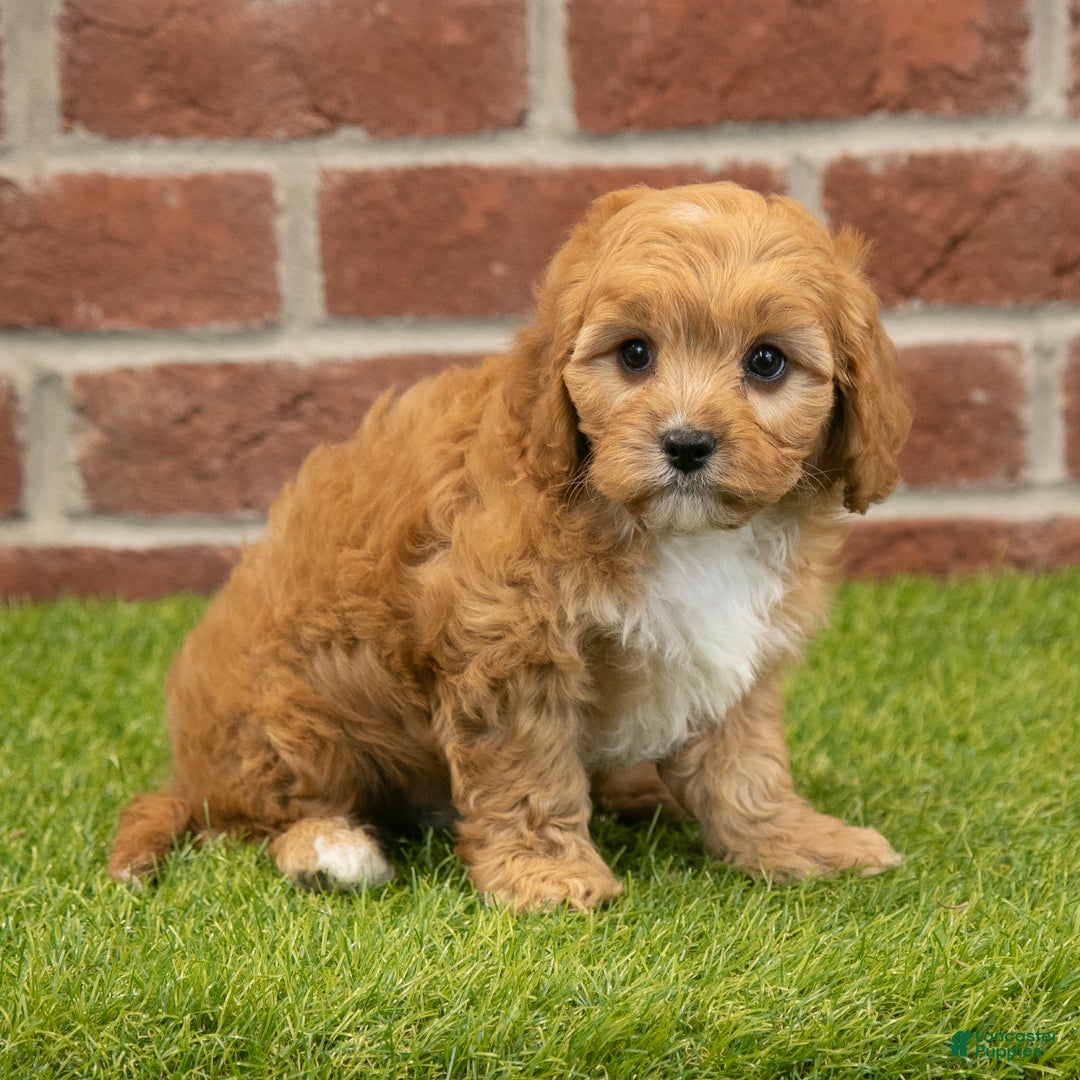 Cavapoo dogs for sale: Rusty - Ad 2