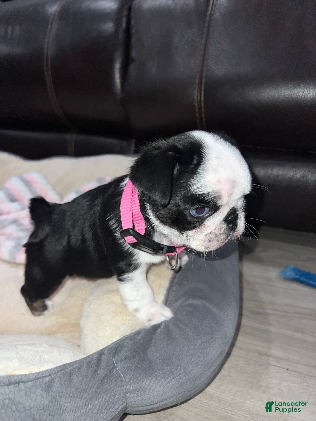 Pug dogs for sale: Panda Pug Female  - Ad 4