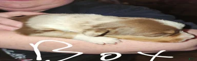 Australian Shepherd 1