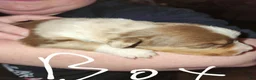 Australian Shepherd dogs for sale: Australian Shepherd 1 - Ad 1