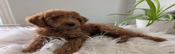 Irish Doodle dogs for sale: Mini Irish Doodle  - Ad 2