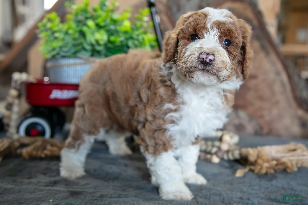 Miniature Poodle dogs for sale: Addie - Ad 2