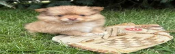 Pomeranian dogs for sale: Phoebe - Ad 1