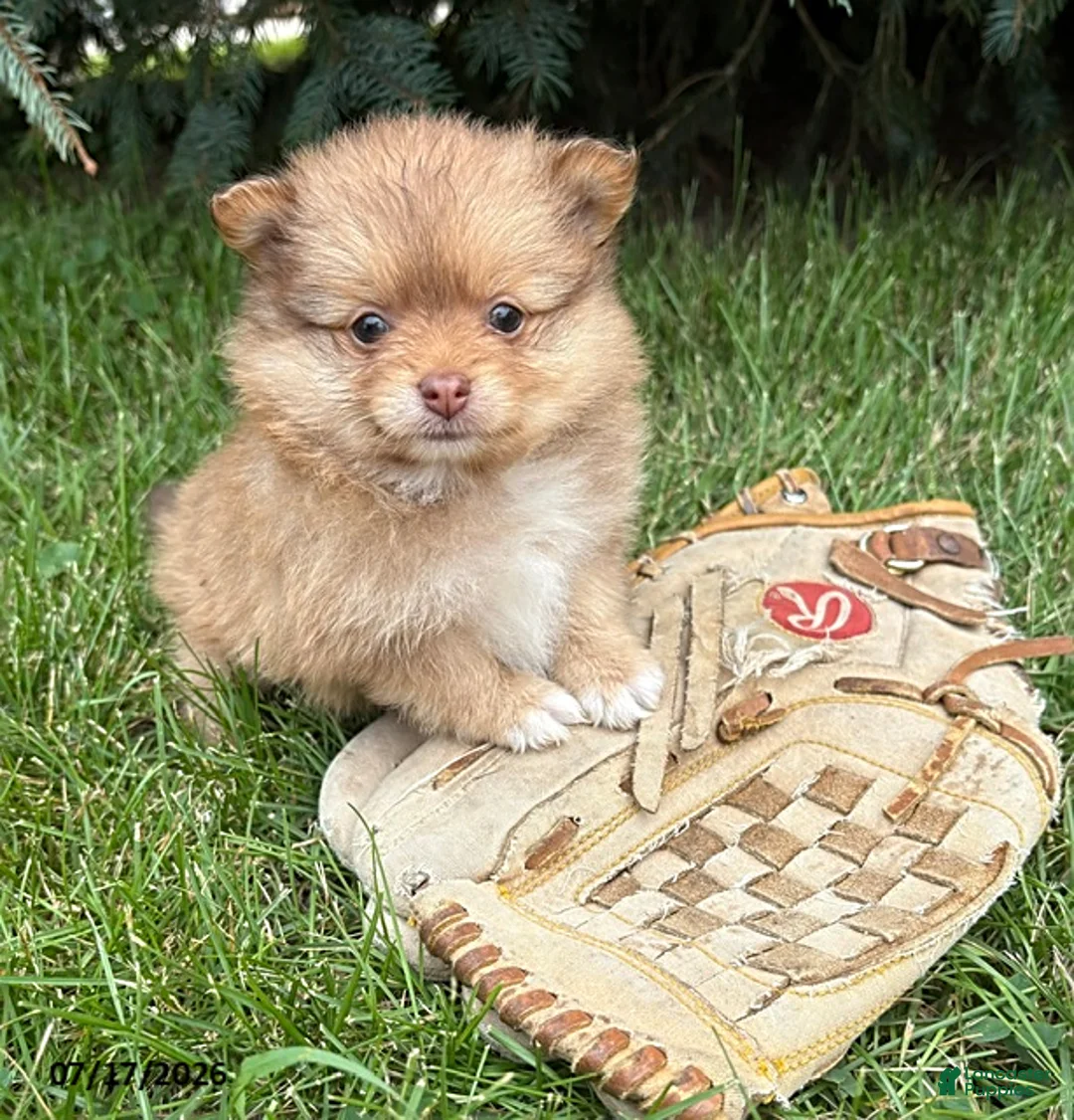 Pomeranian dogs for sale: Phoebe - Ad 1