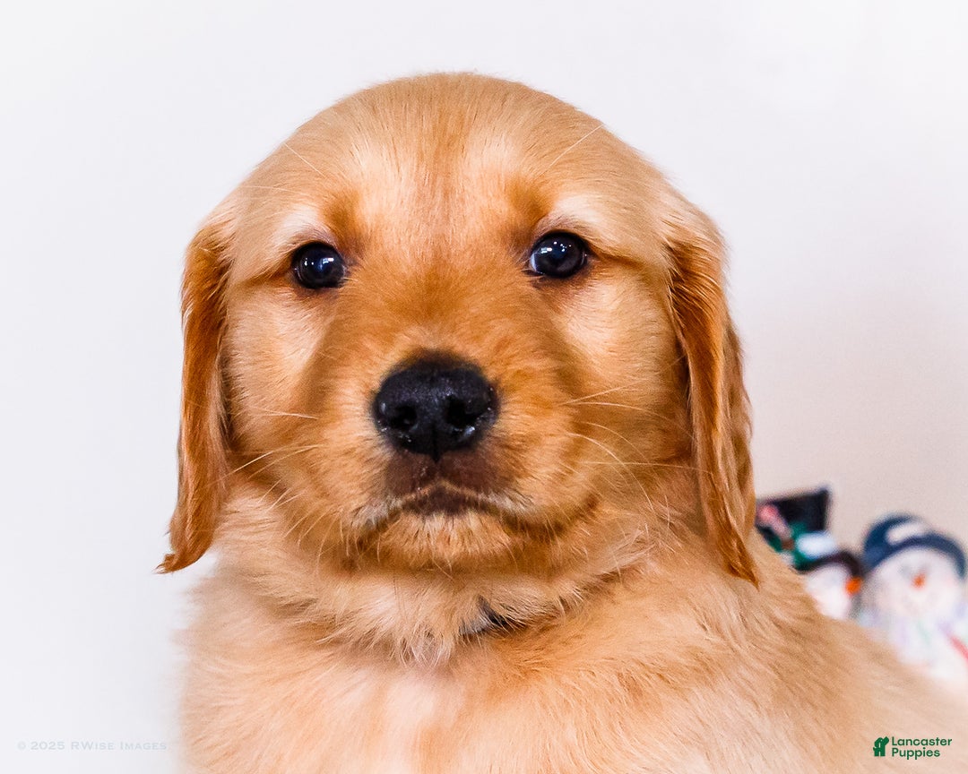 Golden Retriever dogs for sale: Colin - Ad 2