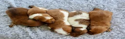 Miniature Dachshund dogs for sale: Miniature Dachshund 5 - Ad 6