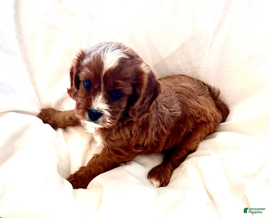 Cavapoo dogs for sale: Ryleigh 🌼  - Ad 1