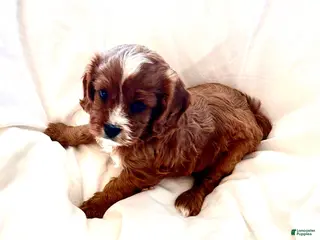 Cavapoo dogs for sale: Ryleigh 🌼 - Ad 1