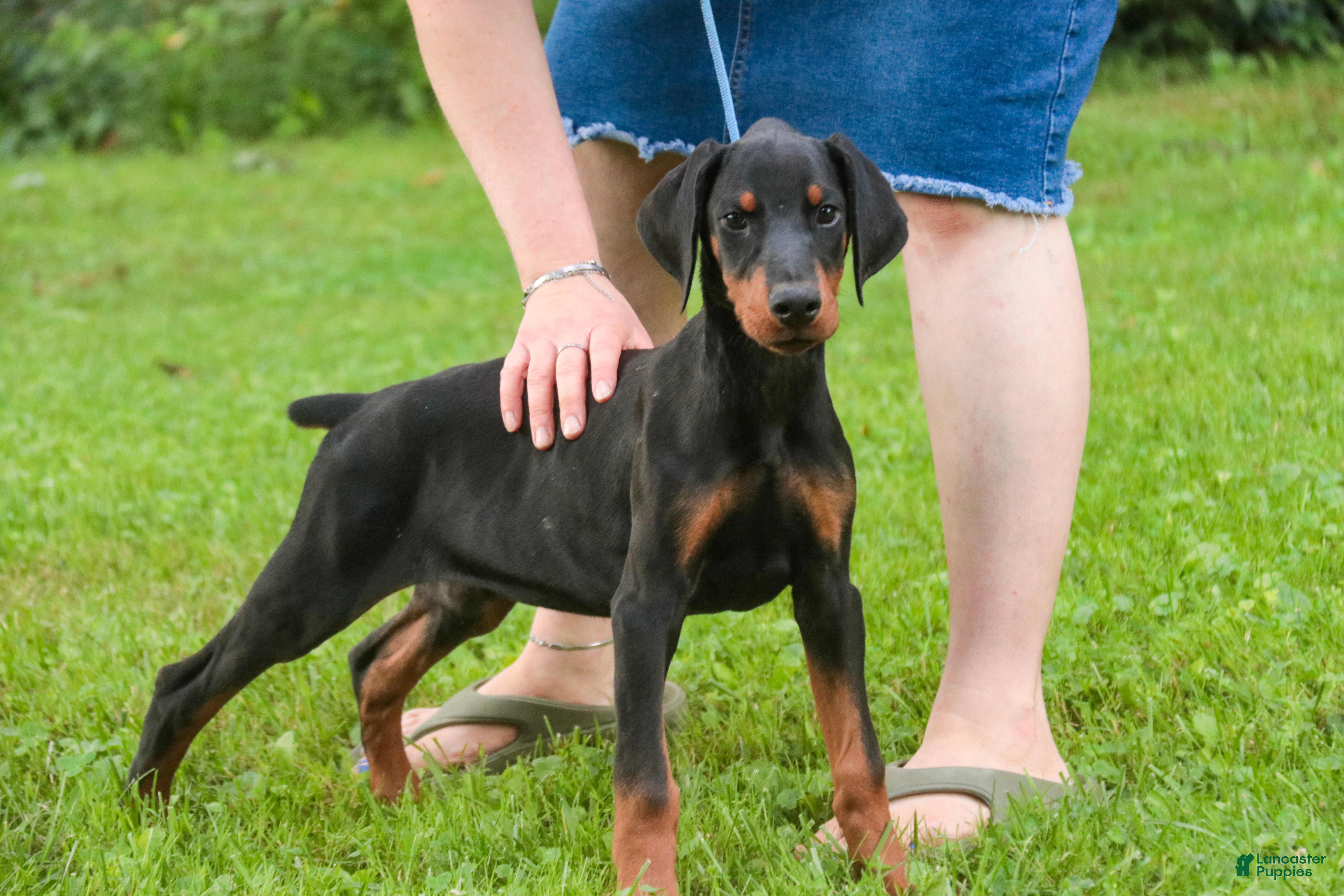 Doberman Pinscher dogs Malcolm - Ad 2