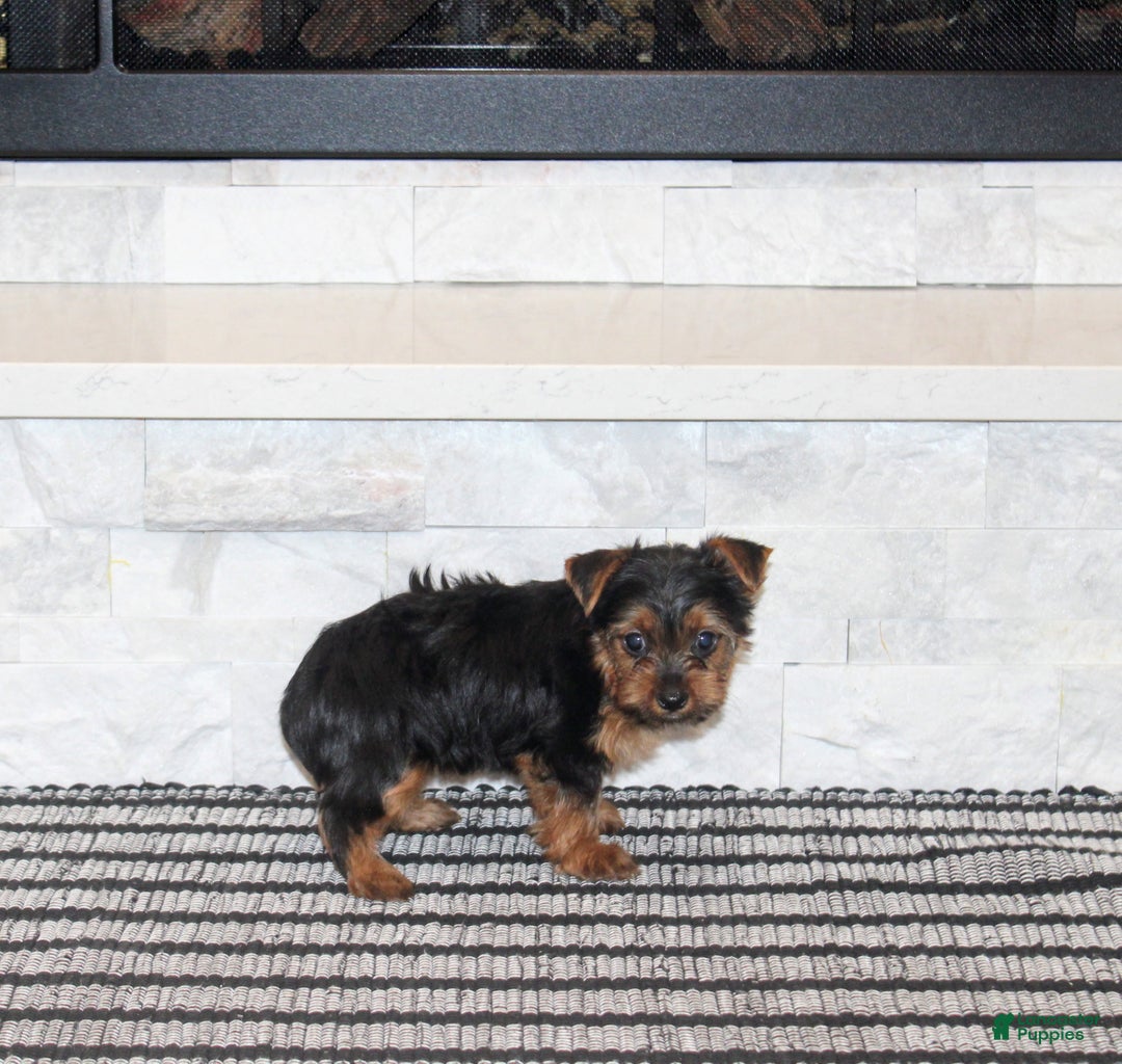 Yorkshire Terrier dogs for sale: Robot - Ad 6