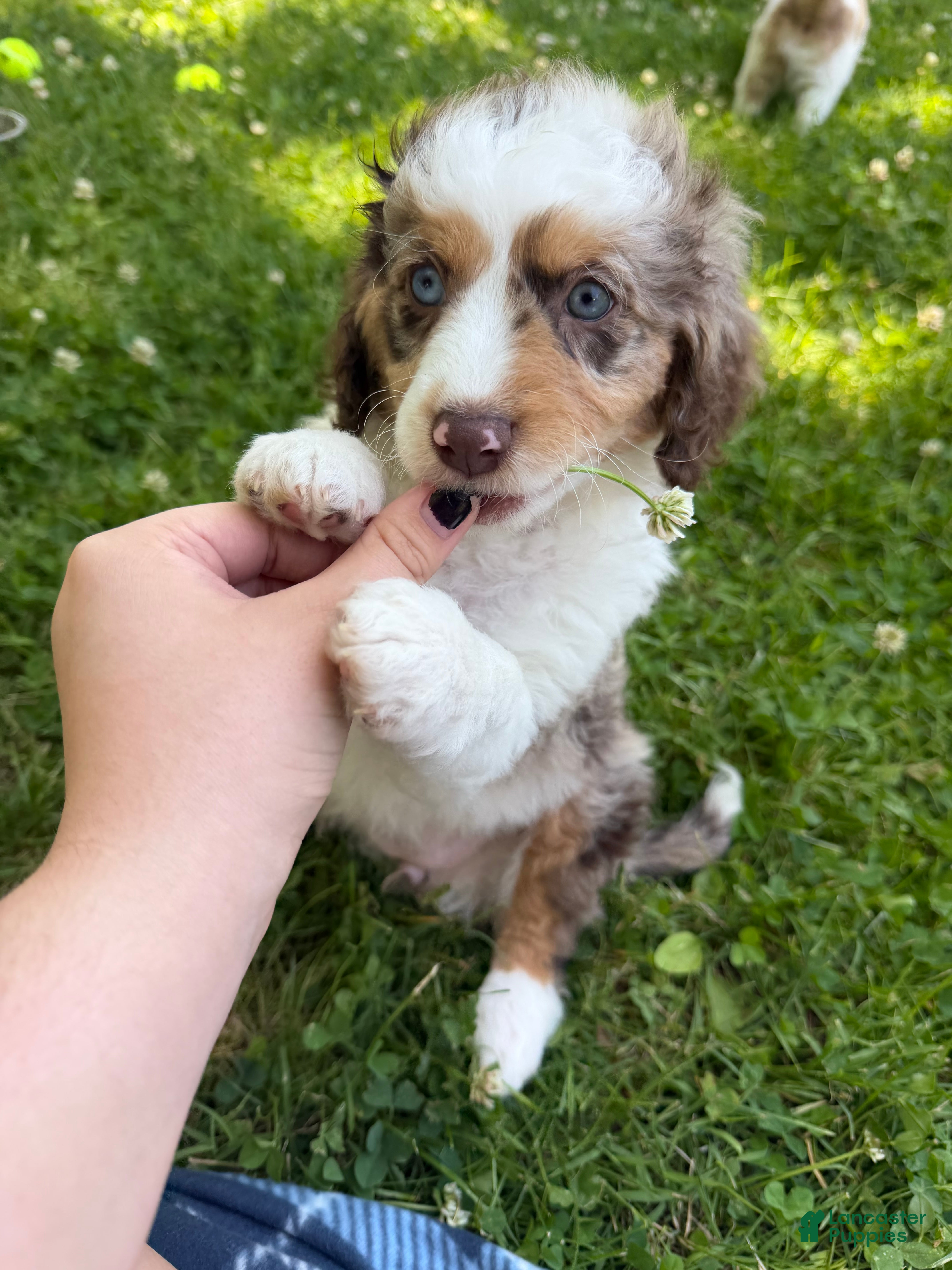 Mixed Breed dogs Mixed Breed 3 - Ad 34