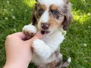 Mixed Breed dogs Mixed Breed 3 - Ad 34