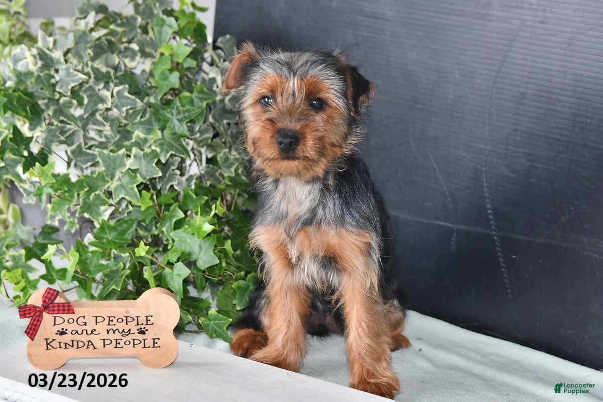 Yorkshire Terrier dogs Amy - Ad 2