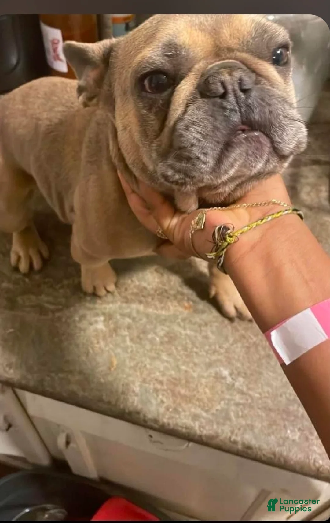 French Bulldog dogs for sale: French Bulldog Puppy 1 - Ad 5