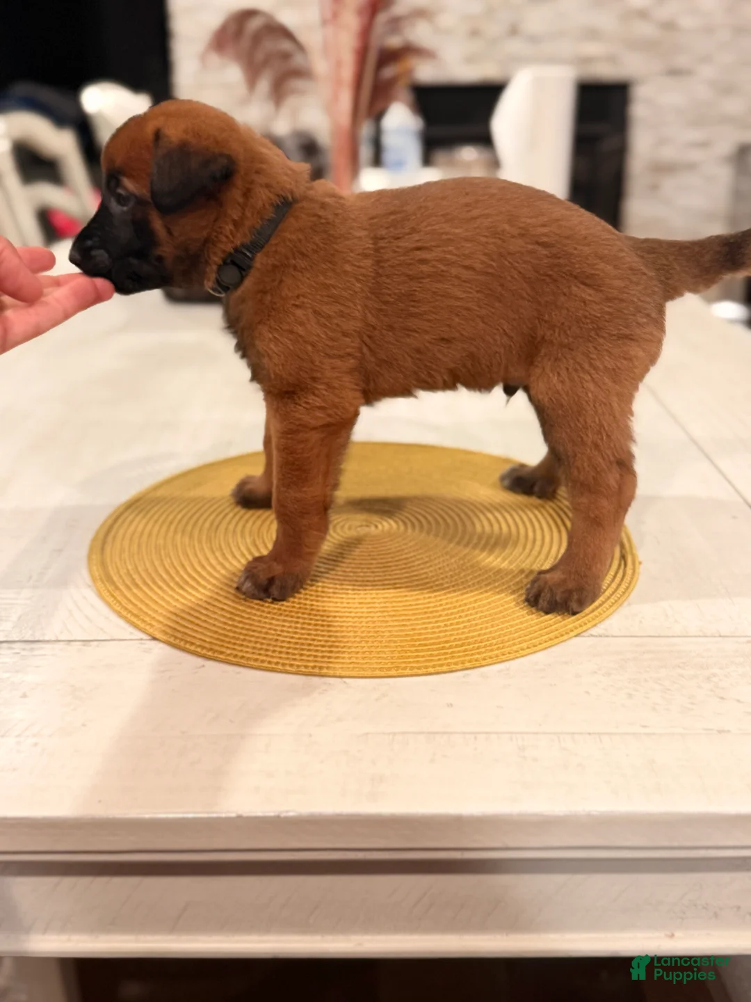 Belgian Malinois dogs for sale: Lt. Aldo - Ad 2