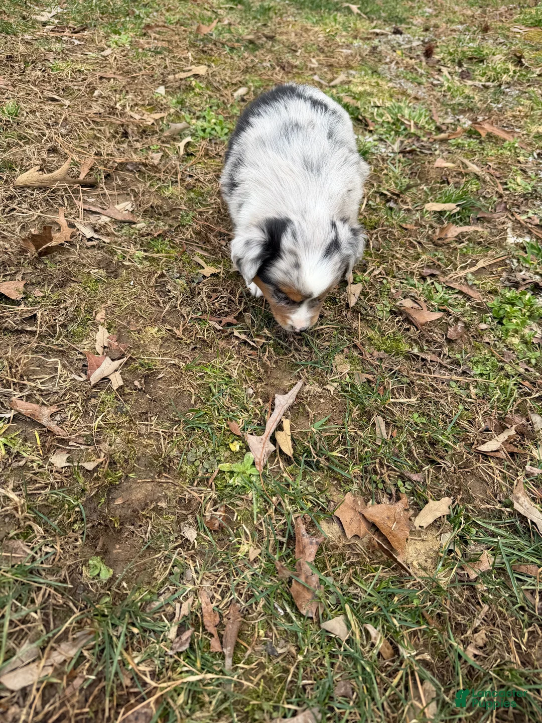 Australian Shepherd dogs for sale: Bo - Ad 9