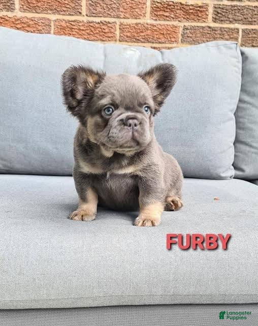 French Bulldog dogs Furby - Ad 22