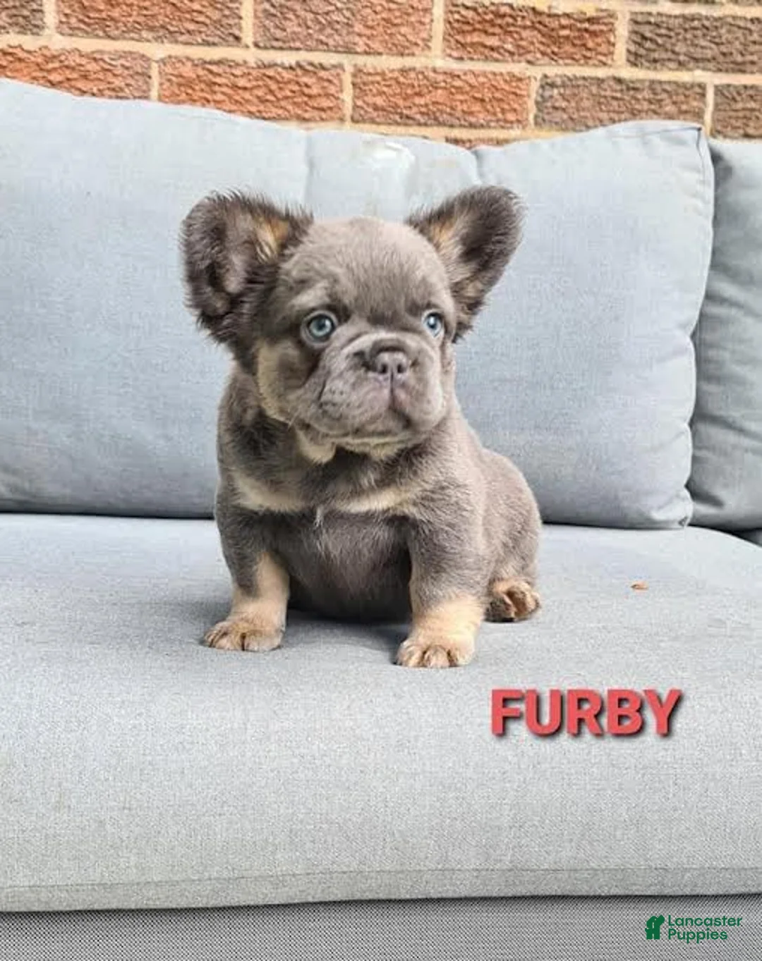 French Bulldog dogs for sale: Furby - Ad 1