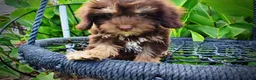 Havapoo dogs for sale: Frisky - Ad 3