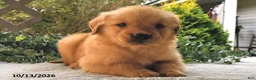 Golden Retriever dogs for sale: Pecan  - Ad 4