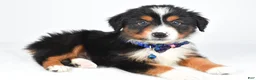 Miniature Australian Shepherd dogs for sale: Kip - Ad 2