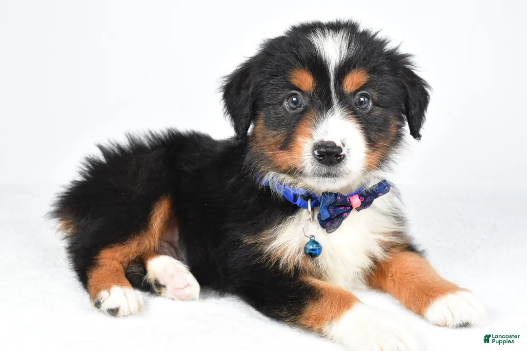 Miniature Australian Shepherd dogs for sale: Kip - Ad 2