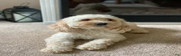 Cockapoo dogs for sale: Snuggles - Ad 4