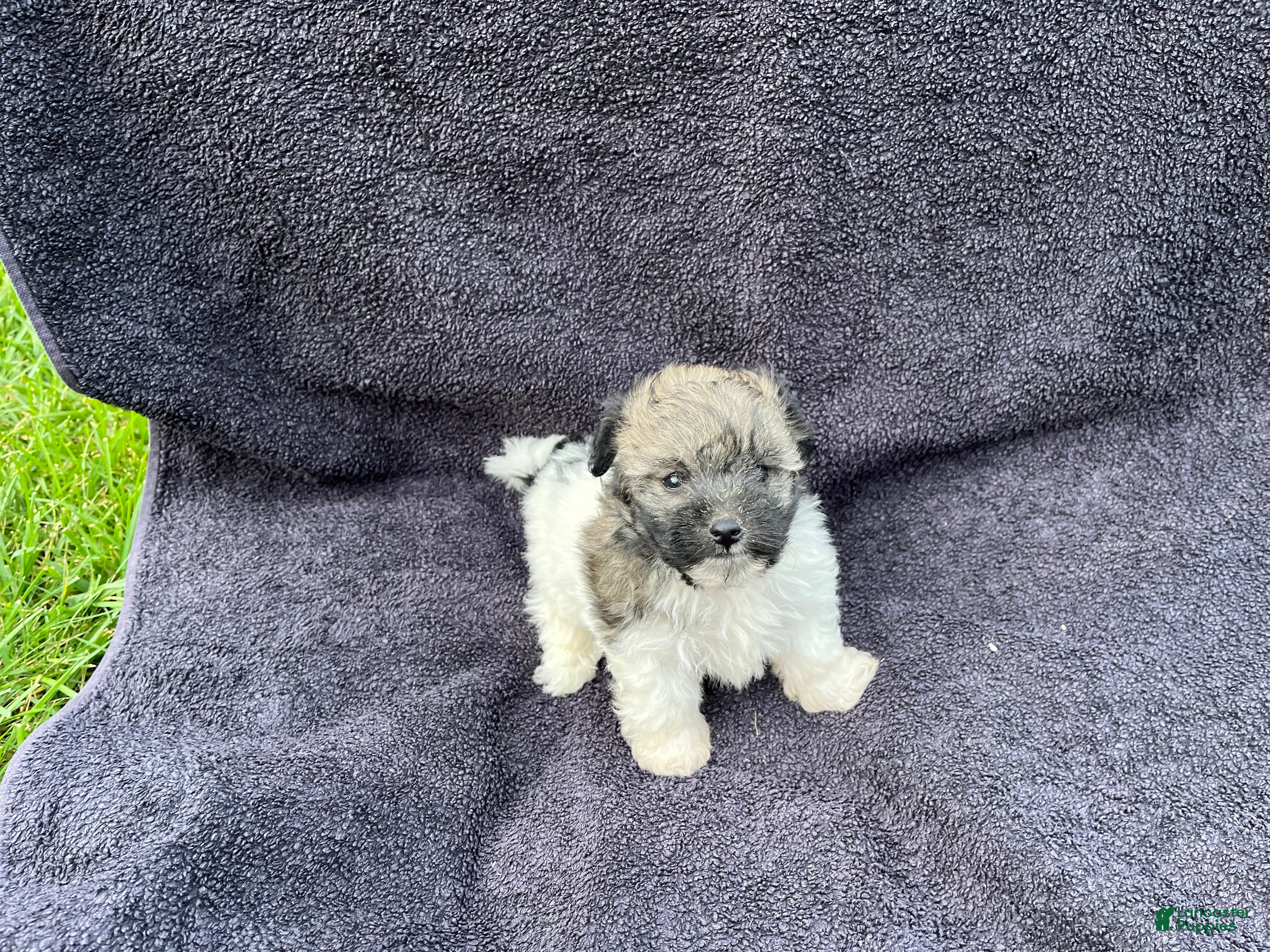 Mixed Breed dogs Rosie  - Ad 1