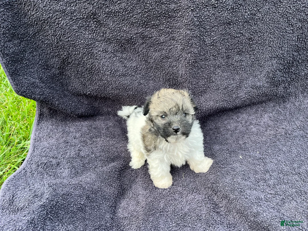 Mixed Breed dogs for sale: Rosie  - Ad 1