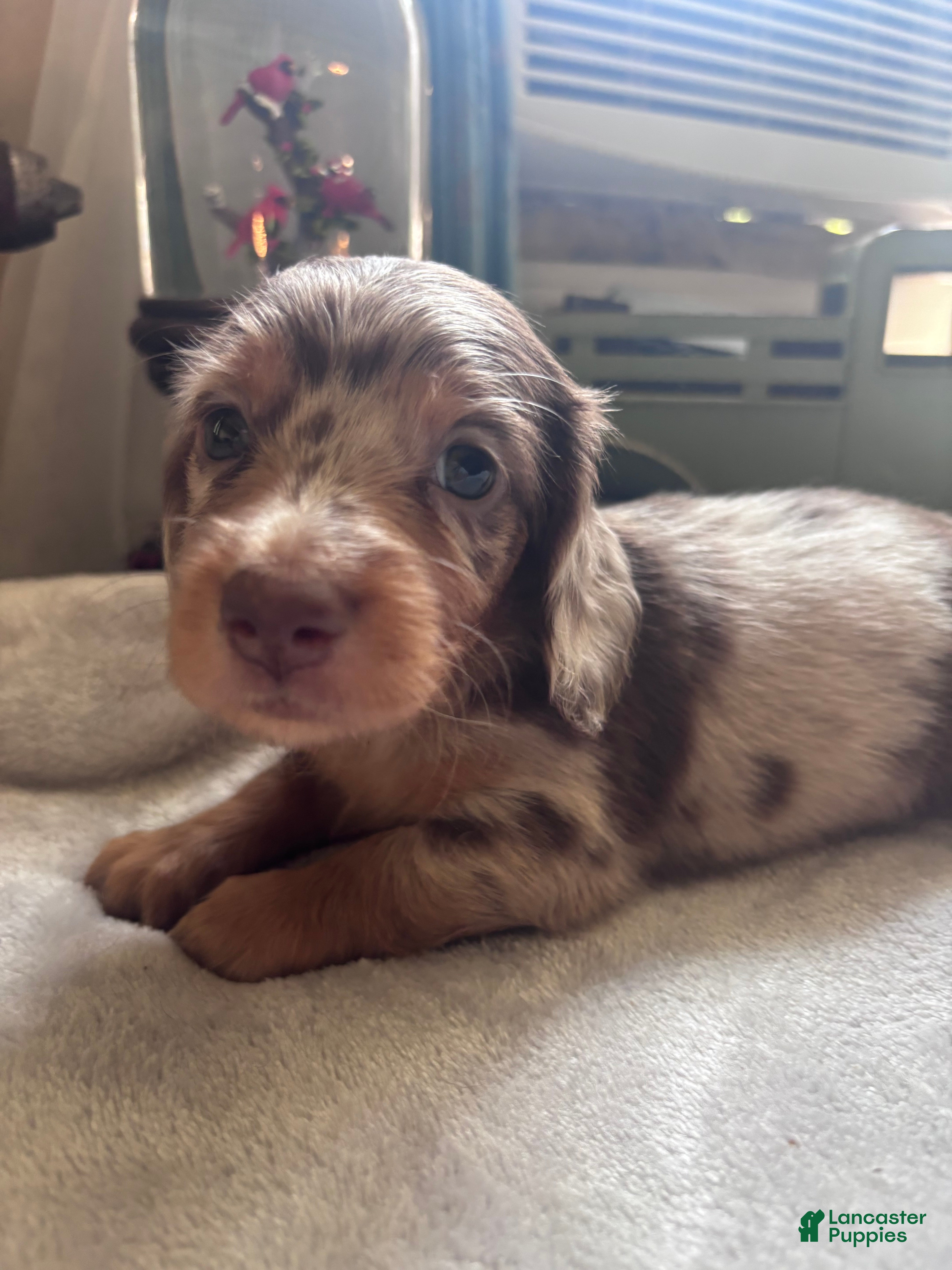 Dachshund dogs Gordon-Long Hair - Ad 1