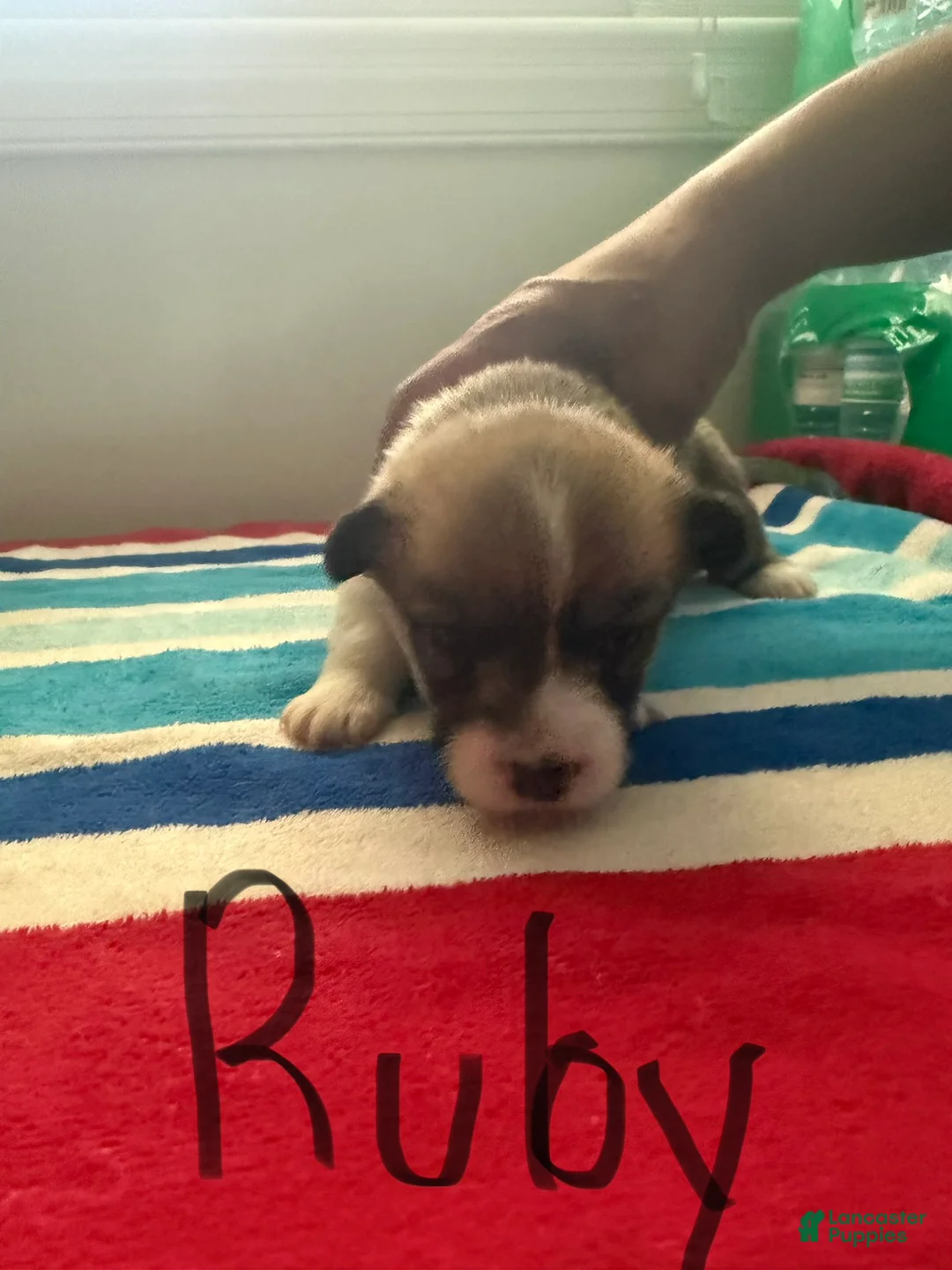 Welsh Corgi Pembroke dogs for sale: Ruby - Ad 2