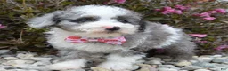 Miniature Poodle dogs for sale: Mini Paisley - Ad 15