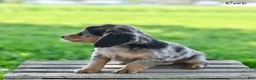 Miniature Dachshund dogs for sale: Coco - Ad 4