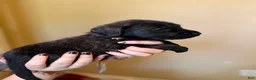 Mixed Breed dogs for sale: Nugget - Ad 4