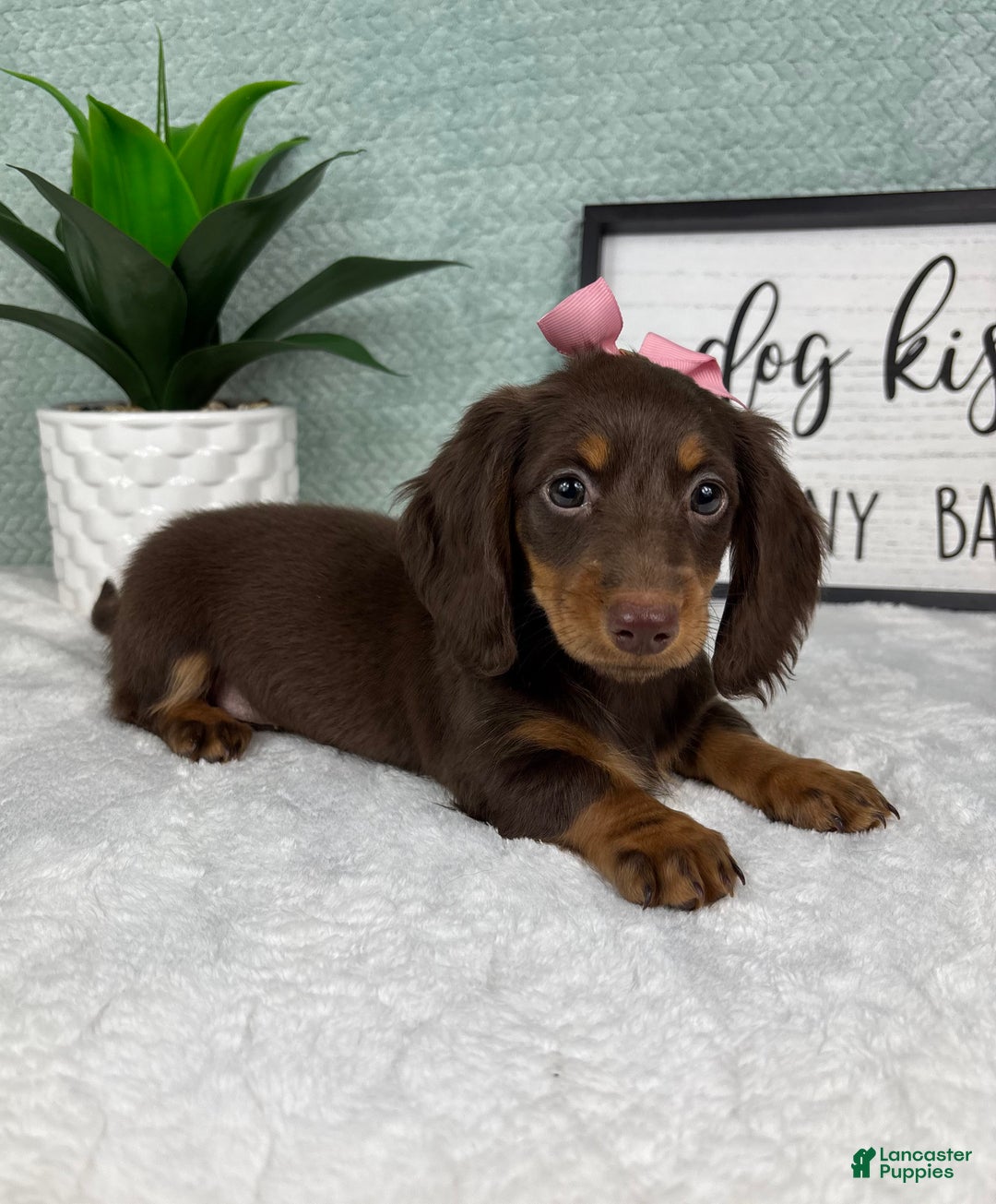 Miniature Dachshund dogs for sale: Demi - Ad 2