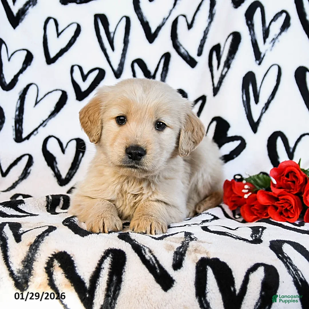 Golden Retriever dogs for sale: Lucky - Ad 2