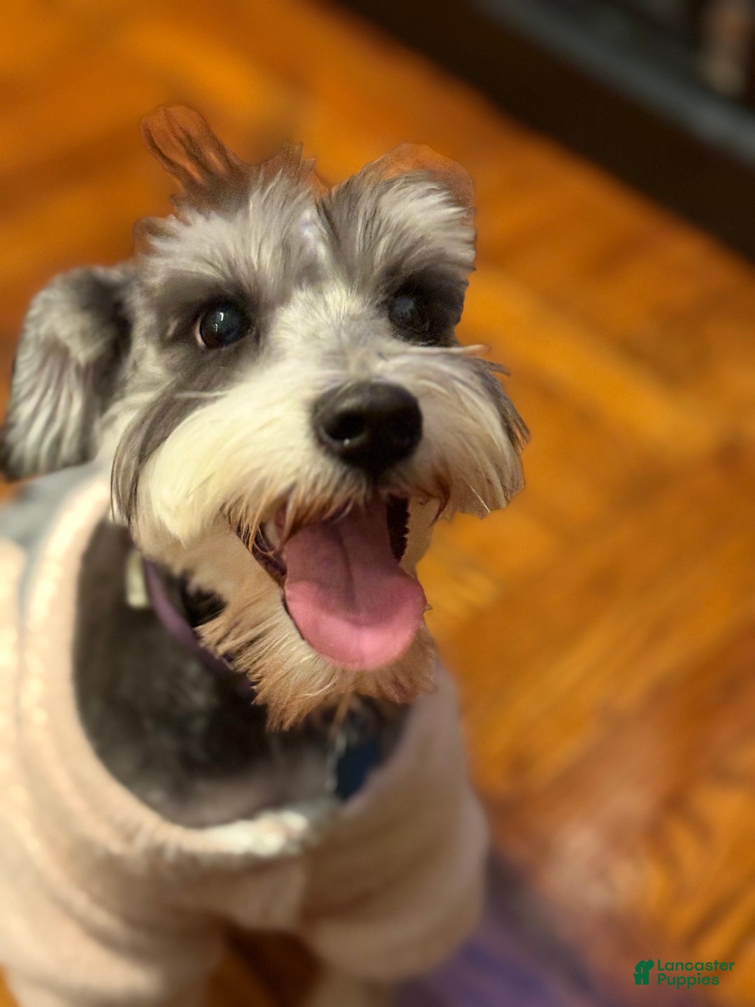 Miniature Schnauzer dogs for sale: BELLA - Ad 2