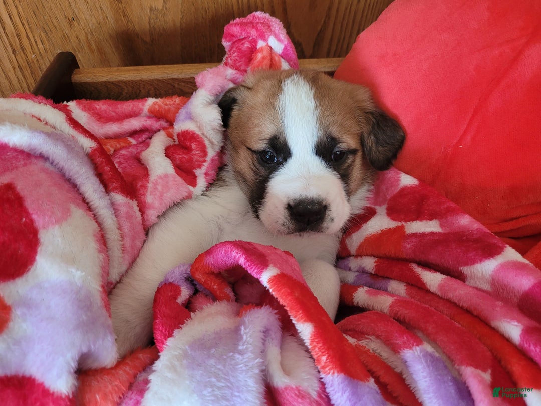 Saint Bernard dogs for sale: Maggie - Ad 5