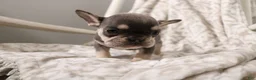 French Bulldog dogs for sale: Leo - Ad 8