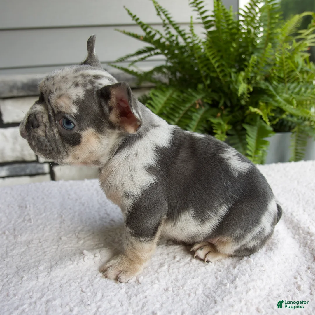 French Bulldog dogs for sale: Nolan - Ad 2