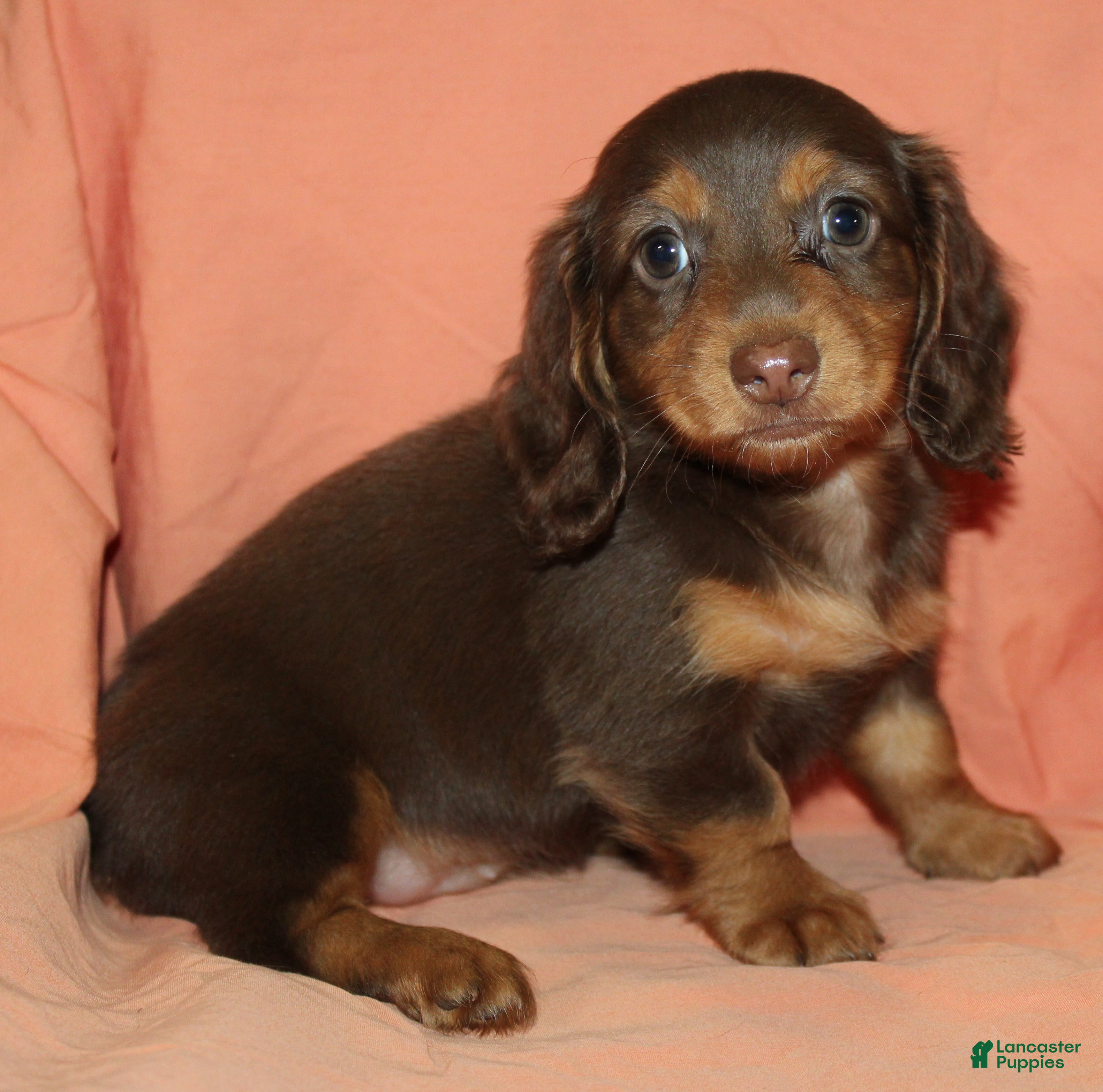 Miniature Dachshund dogs Mika - Ad 1