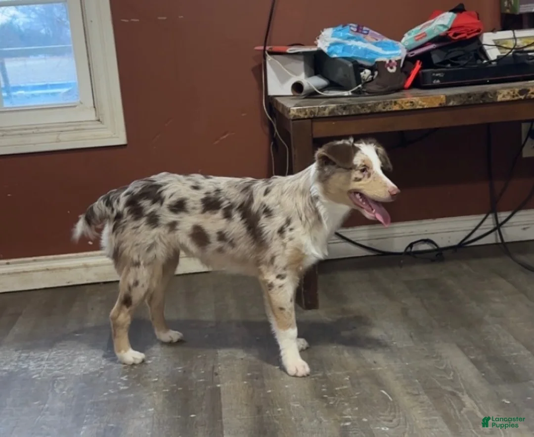 Aussiedoodle dogs for sale: Aussiedoodle 3 - Ad 2