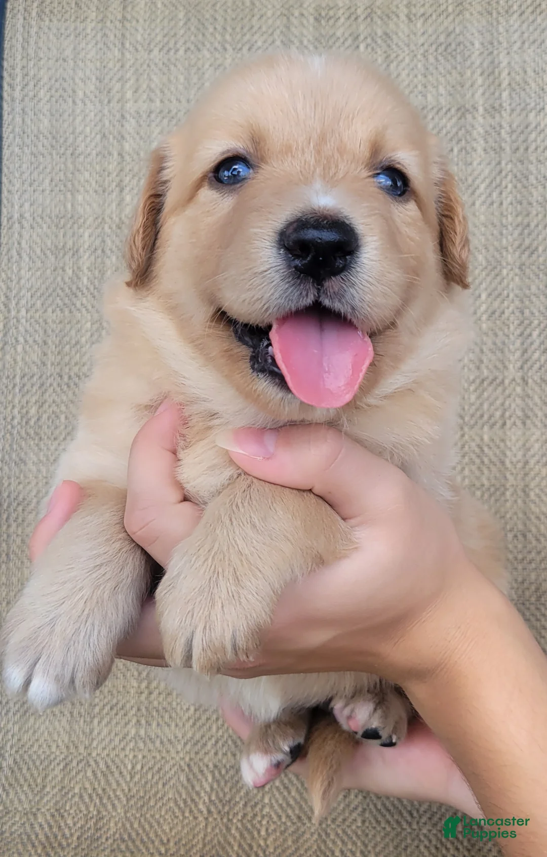 Australian Shepherd dogs for sale: Dollie - Ad 2
