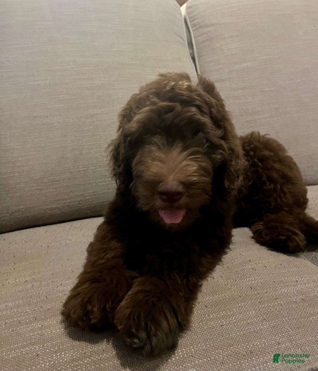 Mixed Breed dogs for sale: Doubledoodle Male Puppy - Ad 3
