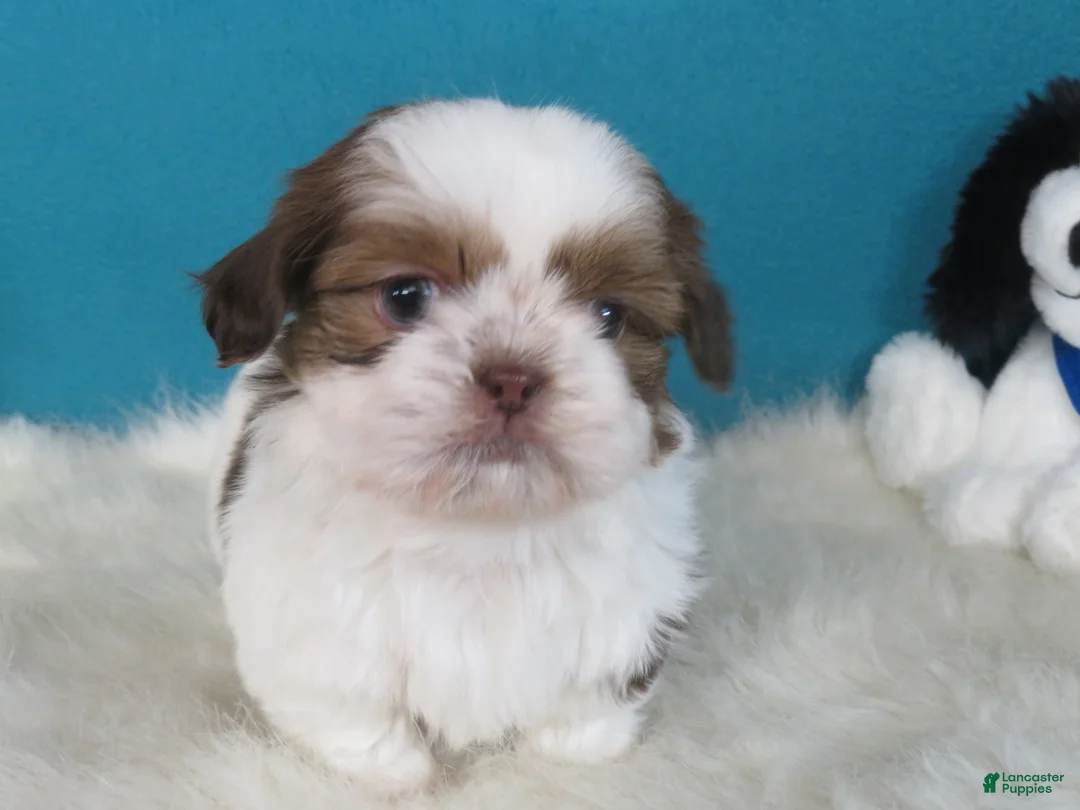 Shih Tzu dogs for sale: Shih Tzu Puppy 1 - Ad 2