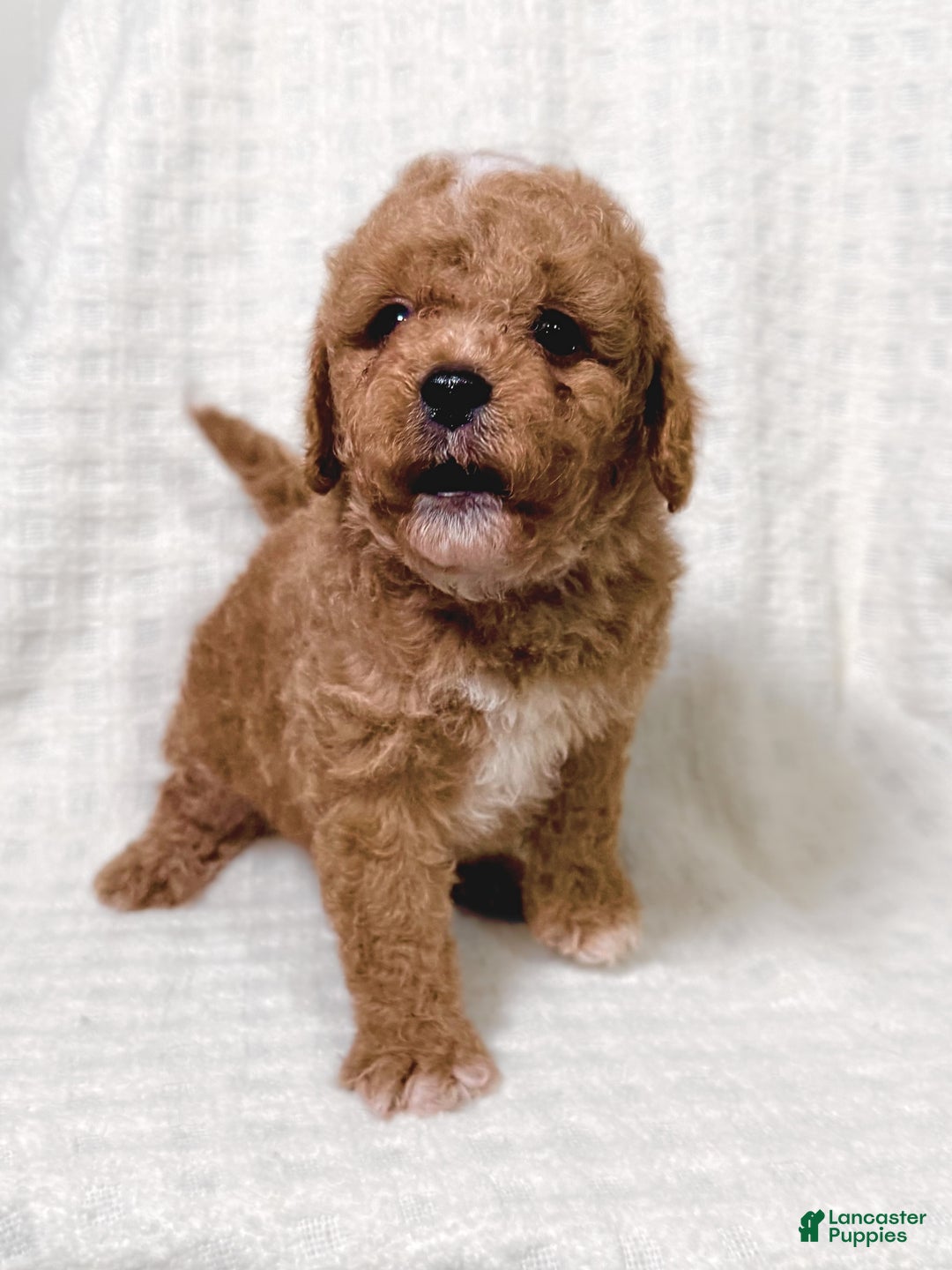 Cavapoo dogs for sale: Peanut - Ad 1
