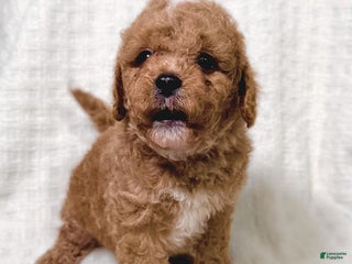 Cavapoo dogs Peanut - Ad 13
