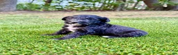 Portuguese Water Dog dogs for sale: Izzy - Ad 9